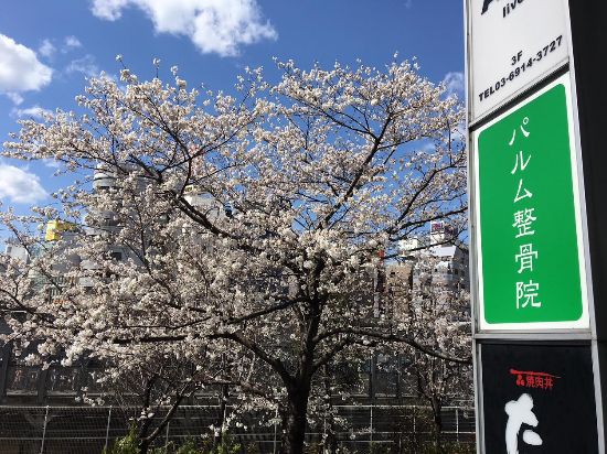 sakura